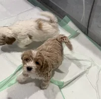 Oakley, a male Cockapoo for sale in Water Valley, MS – 10 of 10