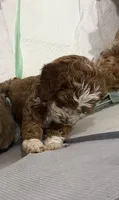 Chocolate , a male Cockapoo for sale in Water Valley, MS – 4 of 7