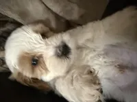 Frosty, a male Cockapoo for sale in Water Valley, MS – 4 of 6