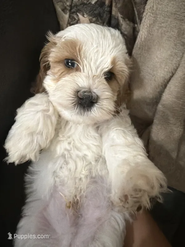 Frosty – Cockapoo puppy on hold in Water Valley, MS