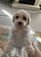 processed/4b8f720d-6725-4097-8065-c13f3b23fff0/listing/a2002fd9-8d29-4cd2-82a8-d2d228211201/b1a2b062-e762-4b6a-a9fb-08ccd06196f5