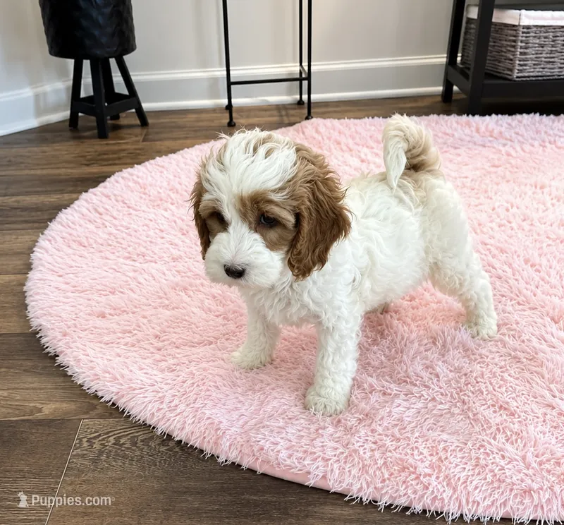 Snow – Cockapoo puppy for sale in Water Valley, MS