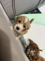 Oakley, a male Cockapoo for sale in Water Valley, MS – 7 of 10