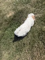Snow, a male Cockapoo for sale in Water Valley, MS – 8 of 9