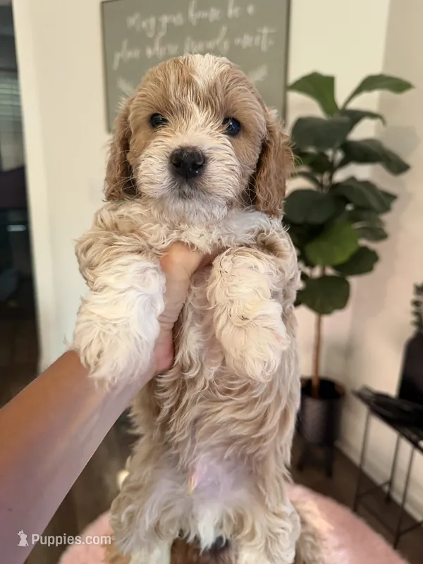 Oakley – Cockapoo puppy on hold in Water Valley, MS