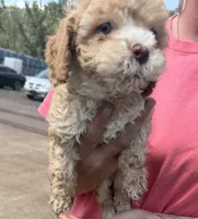 Teddy , a male Cockapoo for sale in Water Valley, MS – 3 of 10