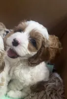 Snow, a male Cockapoo for sale in Water Valley, MS – 6 of 9