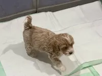 Oakley, a male Cockapoo for sale in Water Valley, MS – 6 of 10