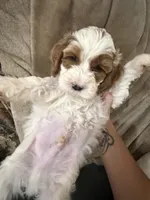 Snow, a male Cockapoo for sale in Water Valley, MS – 4 of 9