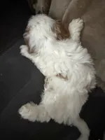 Frosty, a male Cockapoo for sale in Water Valley, MS – 5 of 6