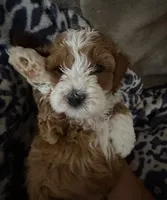Chocolate , a male Cockapoo for sale in Water Valley, MS – 5 of 7