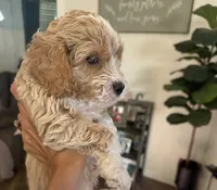 Oakley, a male Cockapoo for sale in Water Valley, MS – 4 of 10
