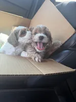 Snow, a male Cockapoo for sale in Water Valley, MS – 9 of 9