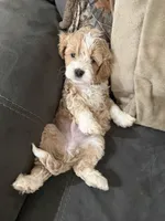Oakley, a male Cockapoo for sale in Water Valley, MS – 5 of 10