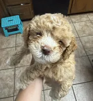 Teddy , a male Cockapoo for sale in Water Valley, MS – 6 of 10