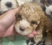 Teddy , a male Cockapoo for sale in Water Valley, MS – 10 of 10