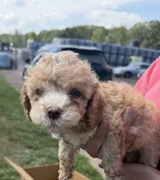 Teddy , a male Cockapoo for sale in Water Valley, MS – 1 of 10