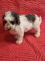 Juno, a male Miniature Goldendoodle for sale in Sabina, OH – Photo 3 of 7