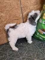 Juno, a male Miniature Goldendoodle for sale in Sabina, OH – Photo 4 of 7