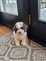 Juno, a male Miniature Goldendoodle for sale in Sabina, OH – Photo 7 of 7