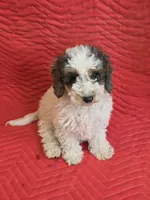 Juno, a male Miniature Goldendoodle for sale in Sabina, OH – Photo 1 of 7