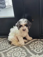 Juno, a male Miniature Goldendoodle for sale in Sabina, OH – Photo 5 of 7