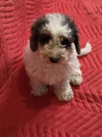 Juno, a male Miniature Goldendoodle for sale in Sabina, OH – Photo 2 of 7