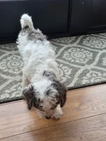 Juno, a male Miniature Goldendoodle for sale in Sabina, OH – Photo 6 of 7