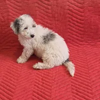 Bruno, a male Miniature Goldendoodle for sale in Sabina, OH – Photo 2 of 6