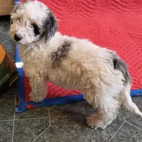 Bruno, a male Miniature Goldendoodle for sale in Sabina, OH – Photo 4 of 6
