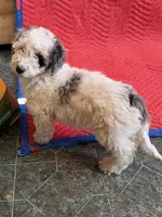 processed/4b90f158-e21a-4d59-a327-cc5ee78040ea/listing/9950b04c-6c43-4ade-aeb0-c9670343a189/49a9eb57-16fb-4b66-9f53-60fe80da718f