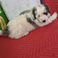 Bruno, a male Miniature Goldendoodle for sale in Sabina, OH – Photo 5 of 6