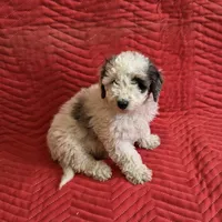 Bruno, a male Miniature Goldendoodle for sale in Sabina, OH – Photo 1 of 6
