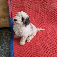 Bruno, a male Miniature Goldendoodle for sale in Sabina, OH – Photo 3 of 6