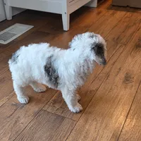 Bruno, a male Miniature Goldendoodle for sale in Sabina, OH – Photo 6 of 6
