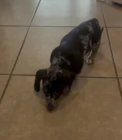 Peanut, a male Miniature Dachshund for sale in Woodway, TX – 8 of 9