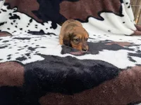 Ginger, a female Miniature Dachshund for sale in Woodway, TX – Photo 1 of 8