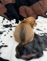 Ginger, a female Miniature Dachshund for sale in Woodway, TX – Photo 7 of 8