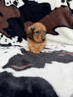 Ginger, a female Miniature Dachshund for sale in Woodway, TX – Photo 3 of 8
