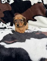 Ginger, a female Miniature Dachshund for sale in Woodway, TX – Photo 2 of 8