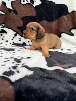 Ginger, a female Miniature Dachshund for sale in Woodway, TX – Photo 4 of 8