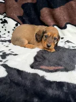 Ginger, a female Miniature Dachshund for sale in Woodway, TX – Photo 8 of 8