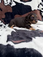 Pepper, a male Miniature Dachshund for sale in Woodway, TX – Photo 3 of 8