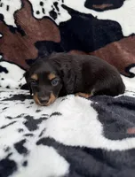 Pepper, a male Miniature Dachshund for sale in Woodway, TX – Photo 1 of 8