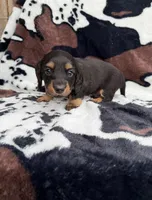 Pepper, a male Miniature Dachshund for sale in Woodway, TX – Photo 2 of 8