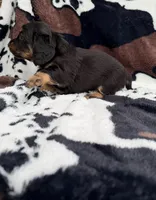 Pepper, a male Miniature Dachshund for sale in Woodway, TX – Photo 4 of 8