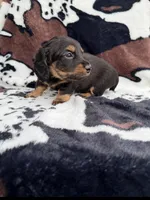 Pepper, a male Miniature Dachshund for sale in Woodway, TX – Photo 6 of 8