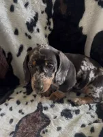 Peanut, a male Miniature Dachshund for sale in Woodway, TX – 1 of 1