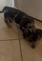 Peanut, a male Miniature Dachshund for sale in Woodway, TX – 4 of 9