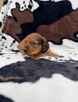 Scarlet, a female Miniature Dachshund for sale in Woodway, TX – Photo 5 of 9